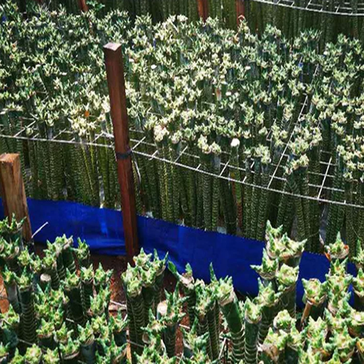 
multi lotus tiger indoor subtropics lucky bamboo 