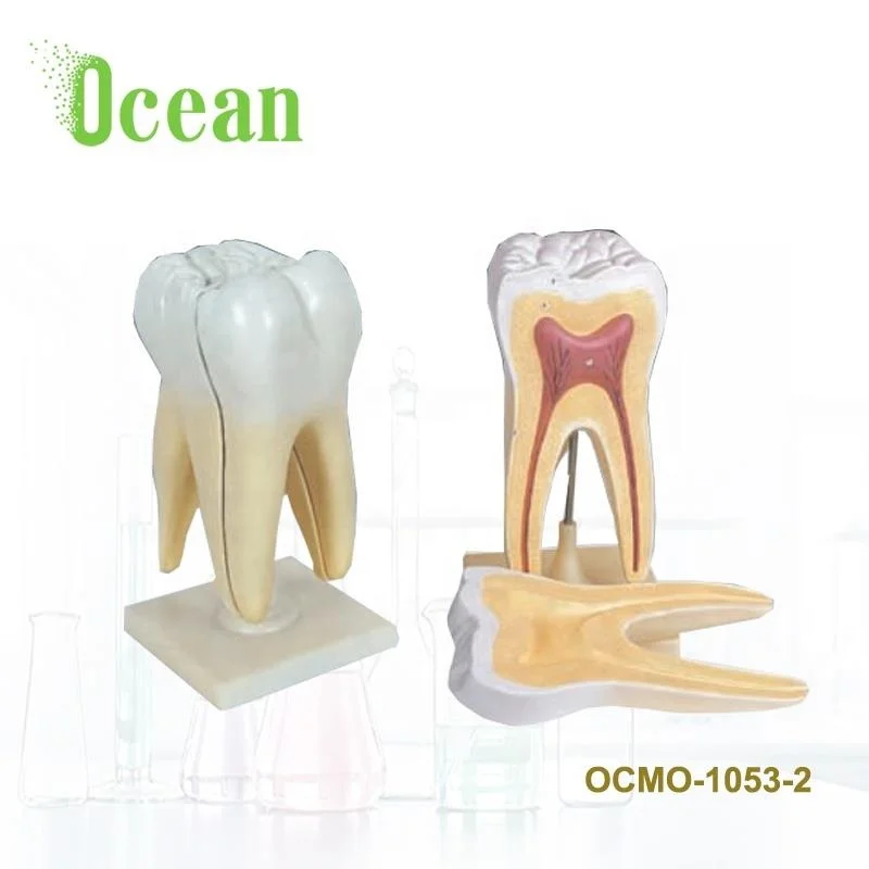 Detachable Human Teeth Models  Anatomical  molar teeth model medical model
