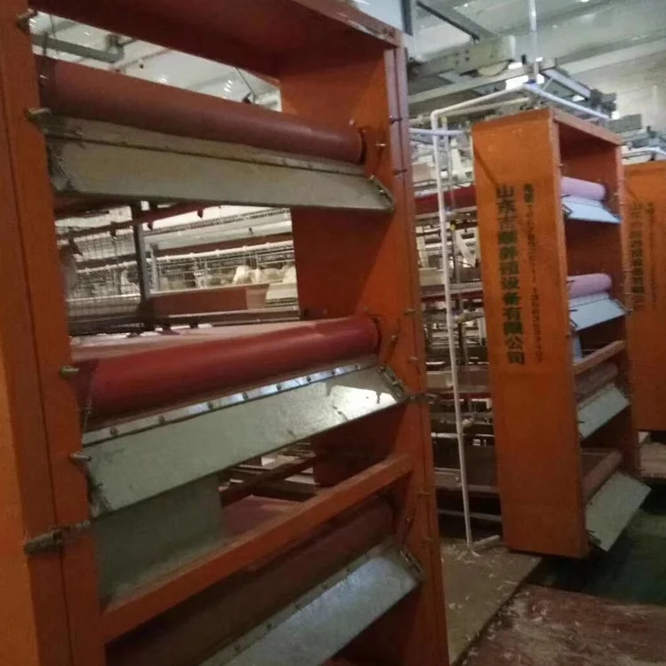 automatic layer chicken cage with automatic manure removal system