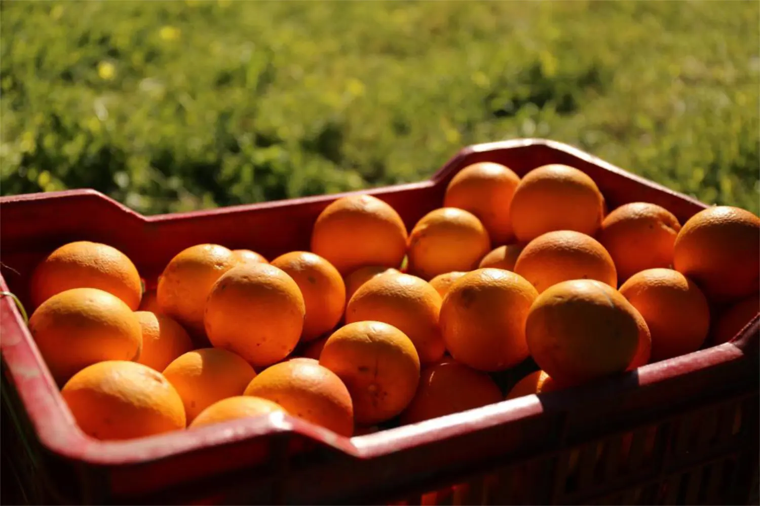 High Quality Fresh Orange Clementine Mandarins and Lemon Try Top Quality for the Best Breakfast