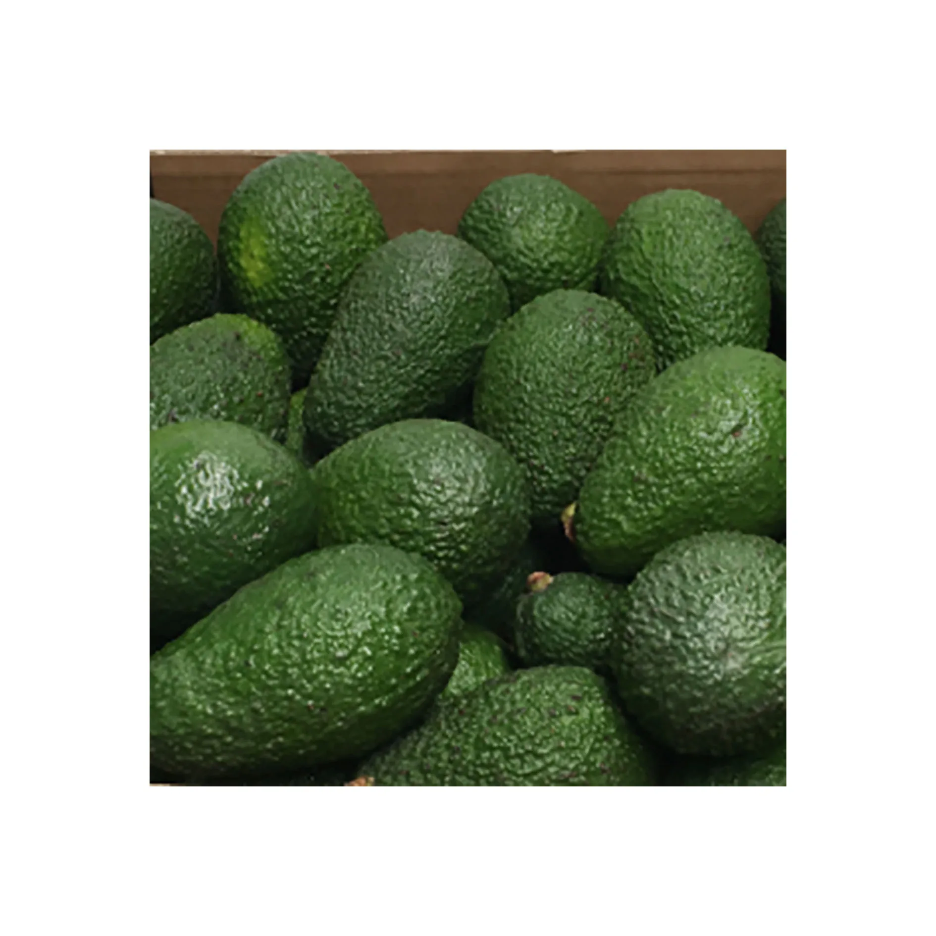 
Wholesale fresh healthy fruit exporter raw hass avocado price 