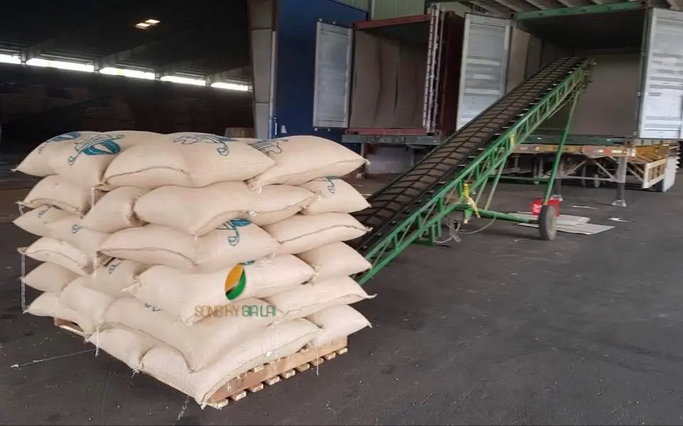  Кофе в зернах ROBUSTA Вьетнам высокое качество