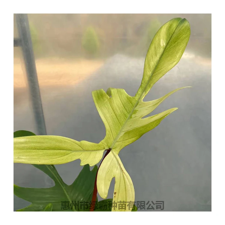 
 Искусственное комнатное декоративное растение, хлорофилгусовые натуральные растения, бонсай  