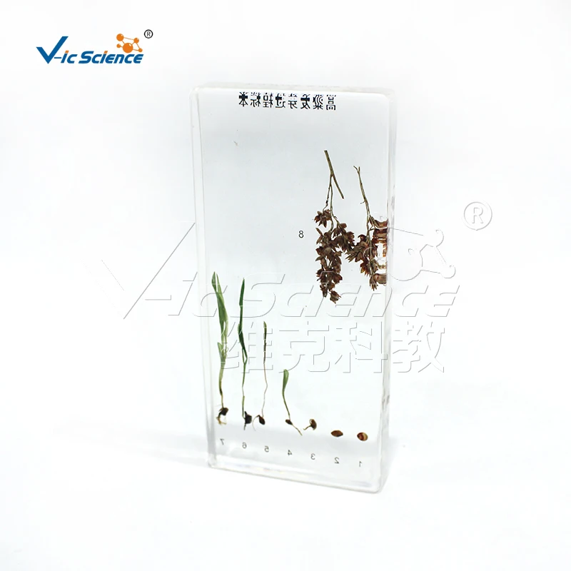 sorghum germination process specimen teaching specimens plant specimen teaching equipment for primary and secondary schools