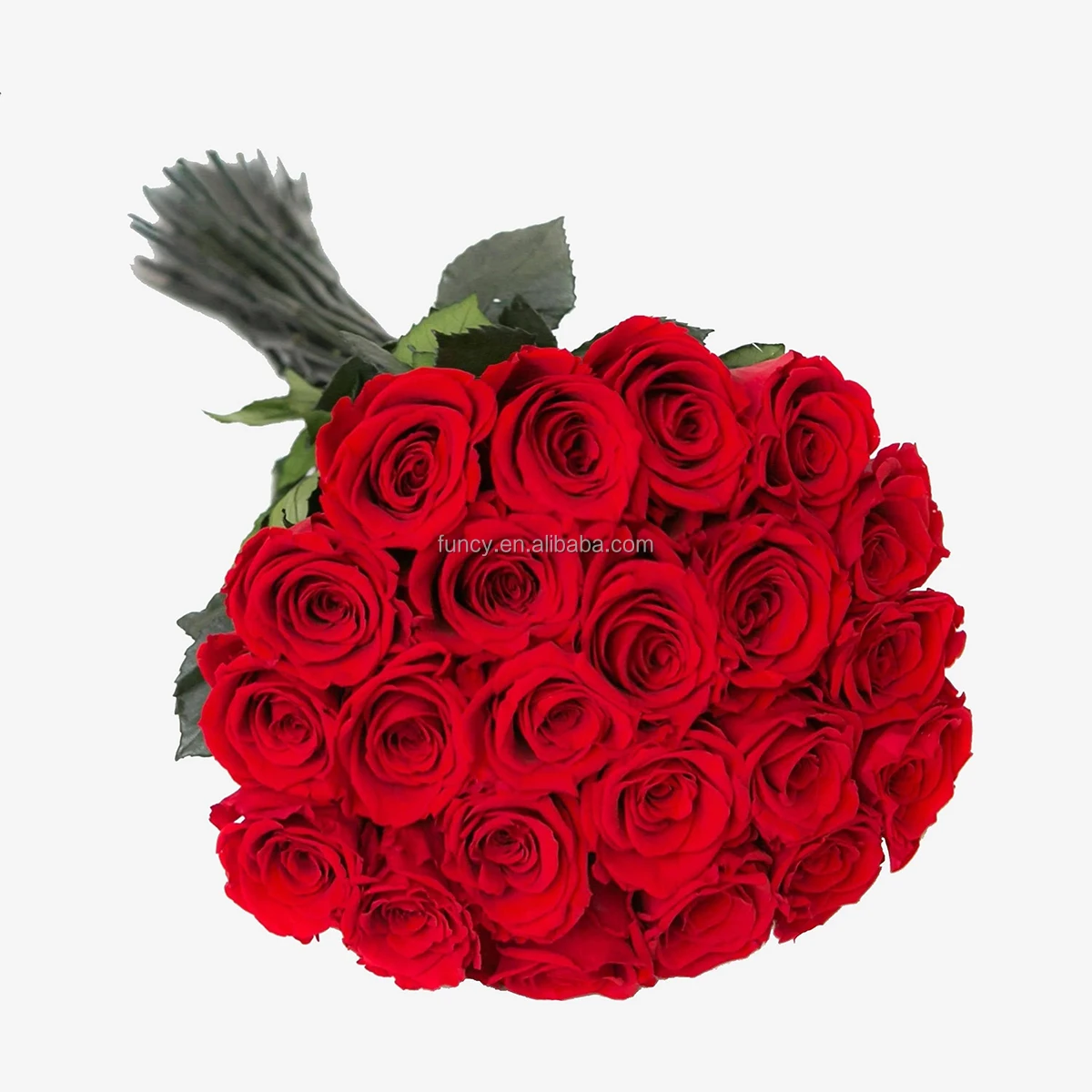 OEM Real Natural Stabilized Eternal Forever Immortal Roses Preserved Flower with Long Stem