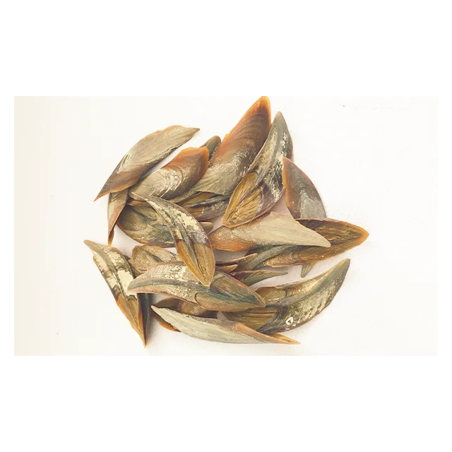 Factory price High Quality Promotion Operculum Black Conch meat