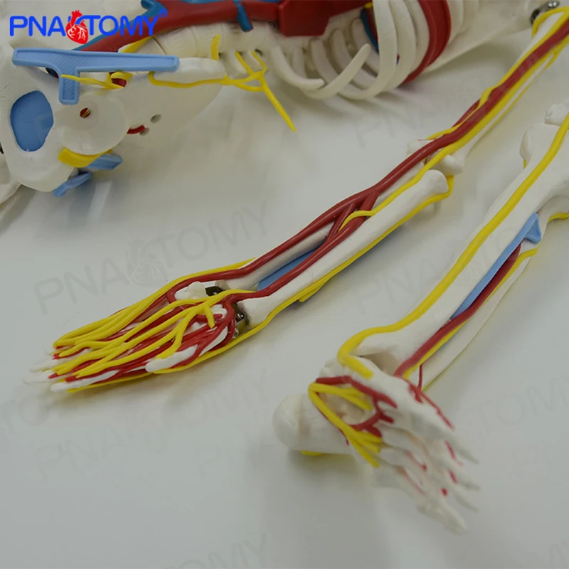 85CM Human Skeleton Model with Blood Vessel,Nerves and Heart Brain Skeletal System Anatomical Tool Medical Sciences