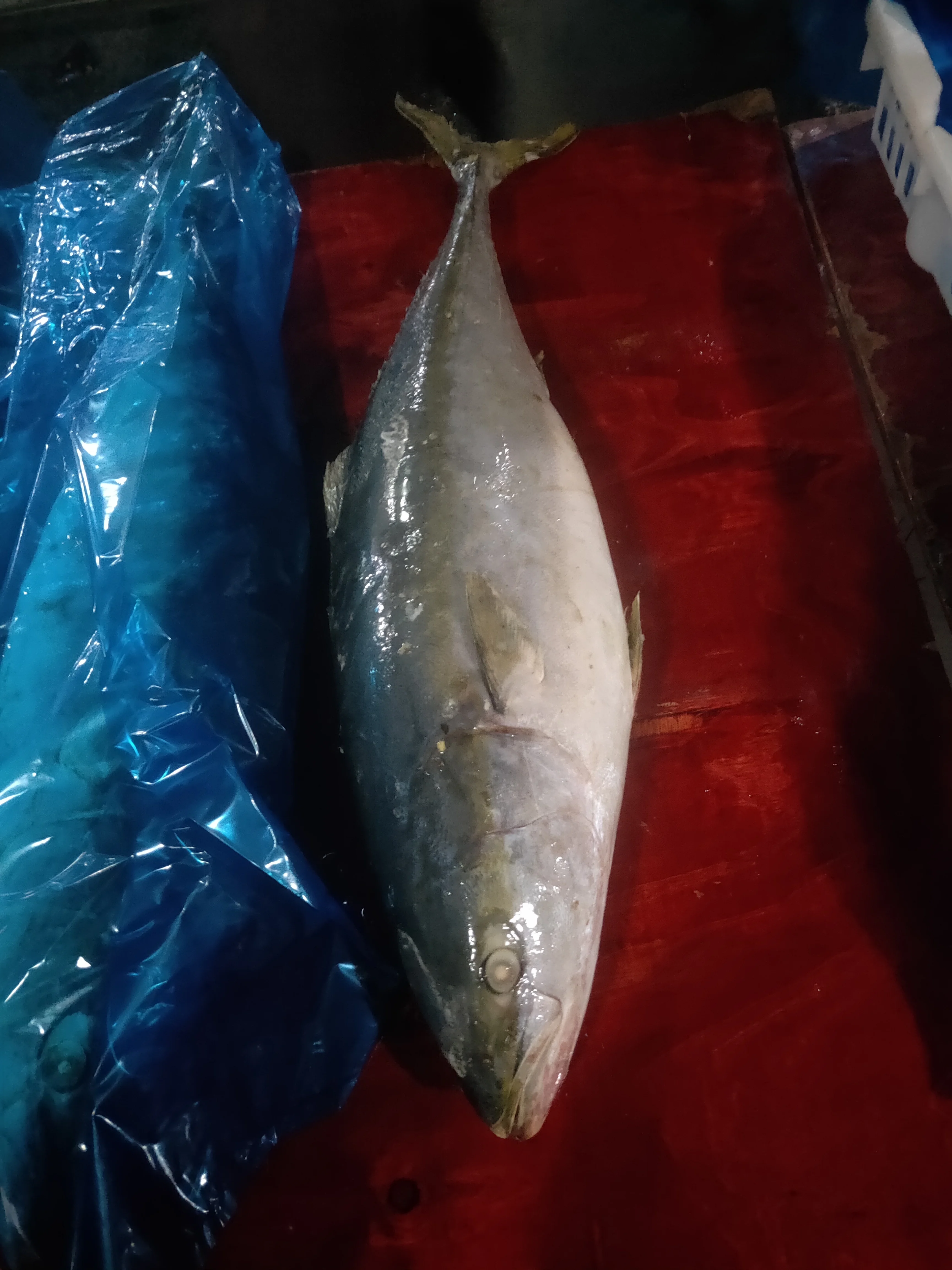 Высокое качество, оптовая продажа, замороженная Желтая рыба 7 кг, из Китая