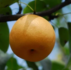 Good Quality New Crop Fresh Fengshui Pear in Big Size