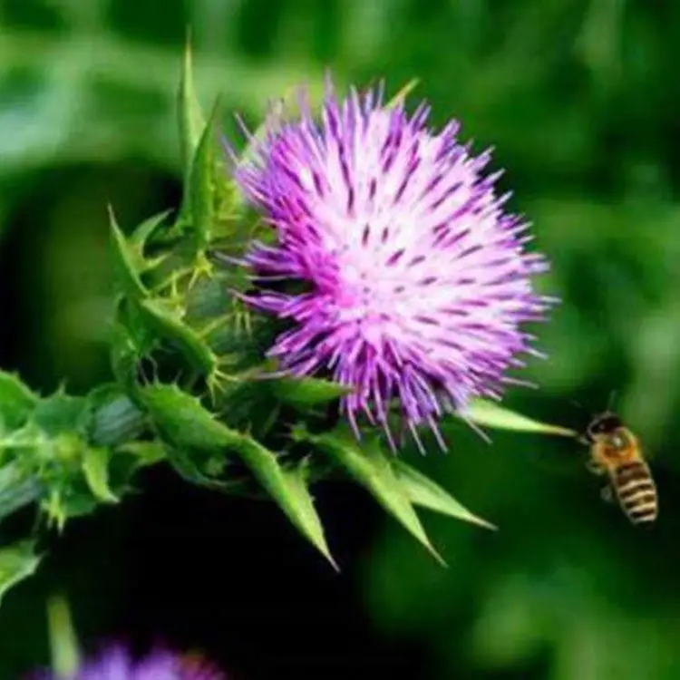 Natural Plant Extract powder Milk Thistle Extract 80% silymarin seed