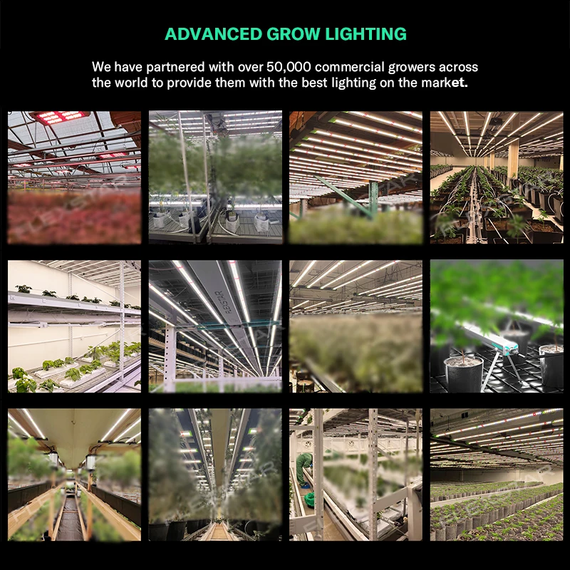 Flexstar 5-Year Warranty High Yields Indoor Vertical Farming 645W 720W 800W 1000W Led Plant Grow Light