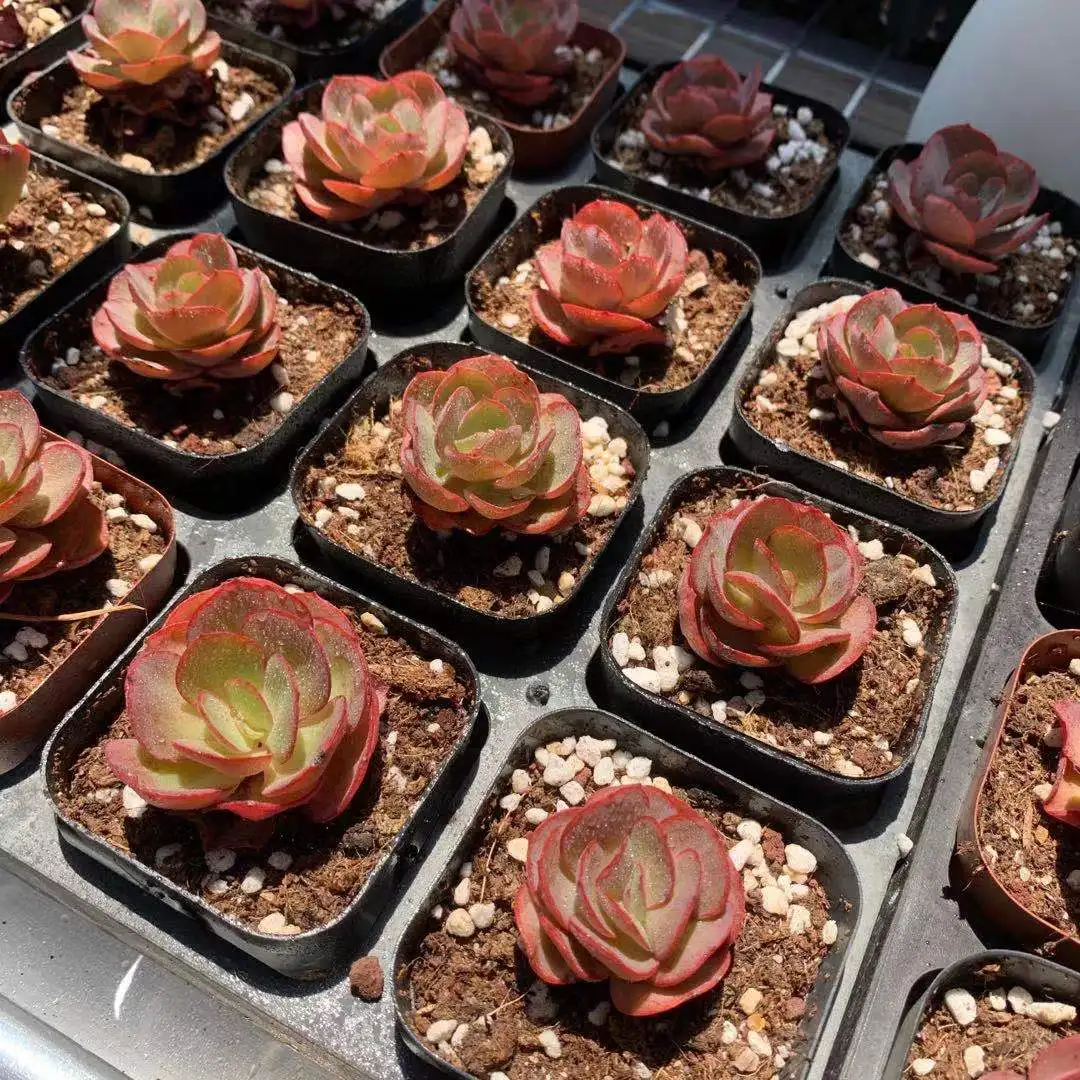 LG 017 Echeveria Suyeon 6.5cm pot Live Succulent live Plant woody plant cactus bonsai indoor gardening