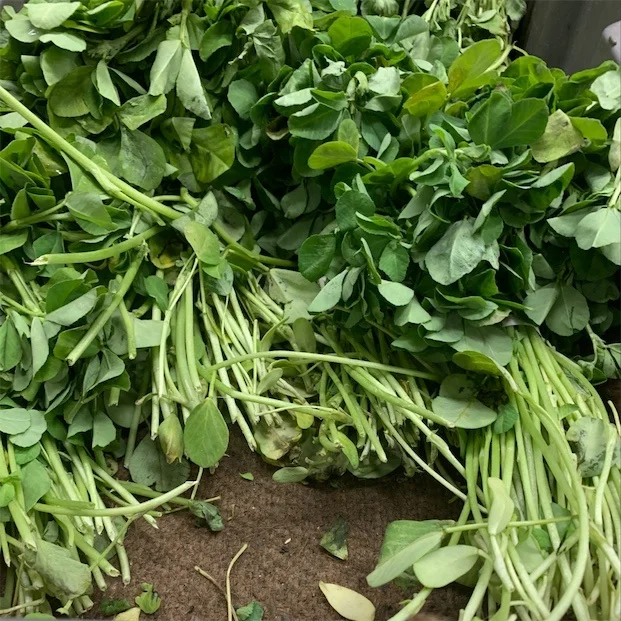Свежие листья метиса/греческие пажитника/свежие листовые овощи!