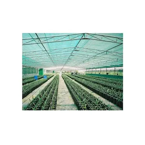 Tissue Culture Date Palm Seedlings by Small Piece of Plant Is Taken From the Growing Point