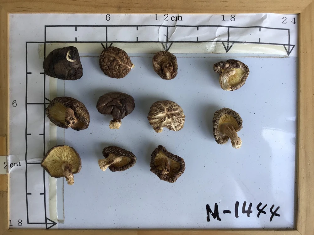 
Longevity secret Donko Champignon Mushroom Nutrition Cultivation In Japan 