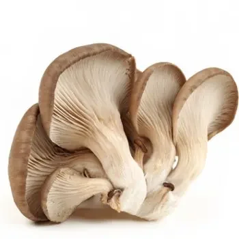 wholesale Food Grade Vegan Mushroom Chitosan HCL Powder for Wound and Skin Care