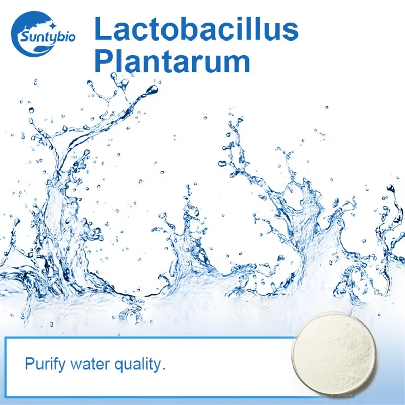 Animal Probiotics lactobacillus plantarum  from China