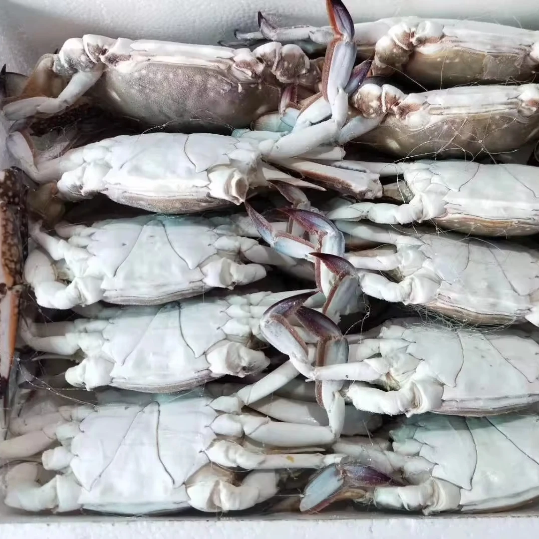 WHOLE ROUND FROZEN BLUE SWIMMING CRAB