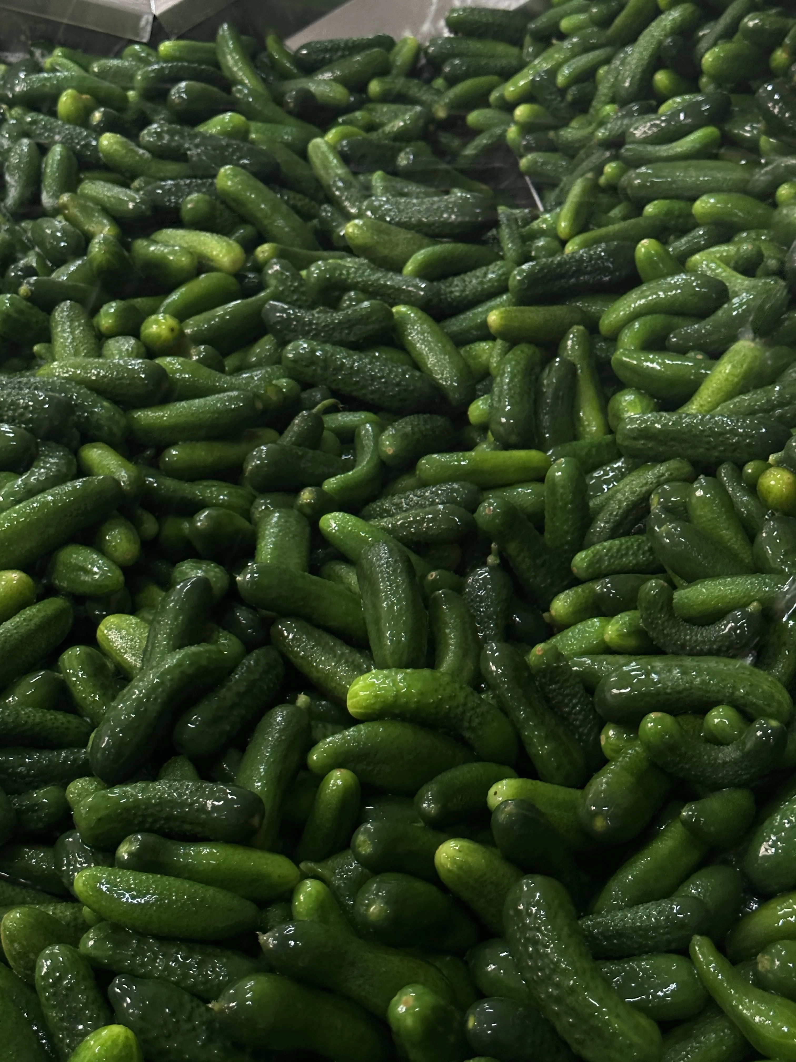 Factory Supply Delicious Pickled Cucumber in Canned Gherkins Pickles Canned Vegetable Delicious Fresh Canned Food