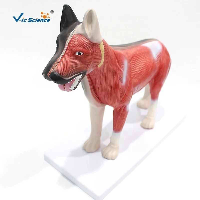 canine anatomy model animal anatomical model dog anatomy model
