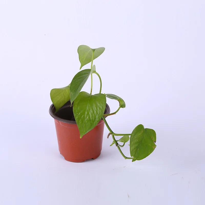 Прямые продажи с фабрики пластиковые цветочные горшки прочные