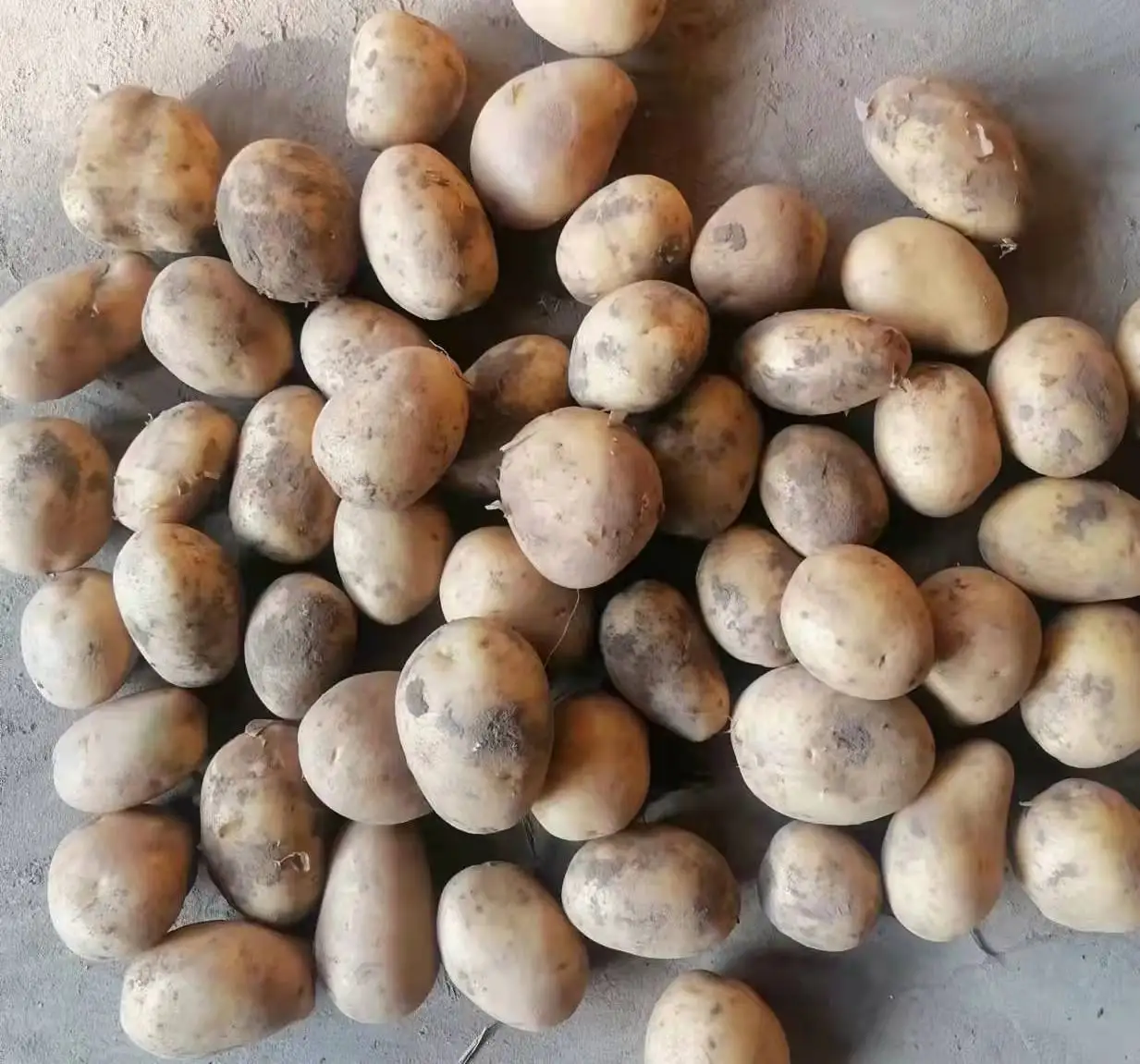 2021 new crop  Chinese fresh potatoes hot sale factory price potato Holland potato