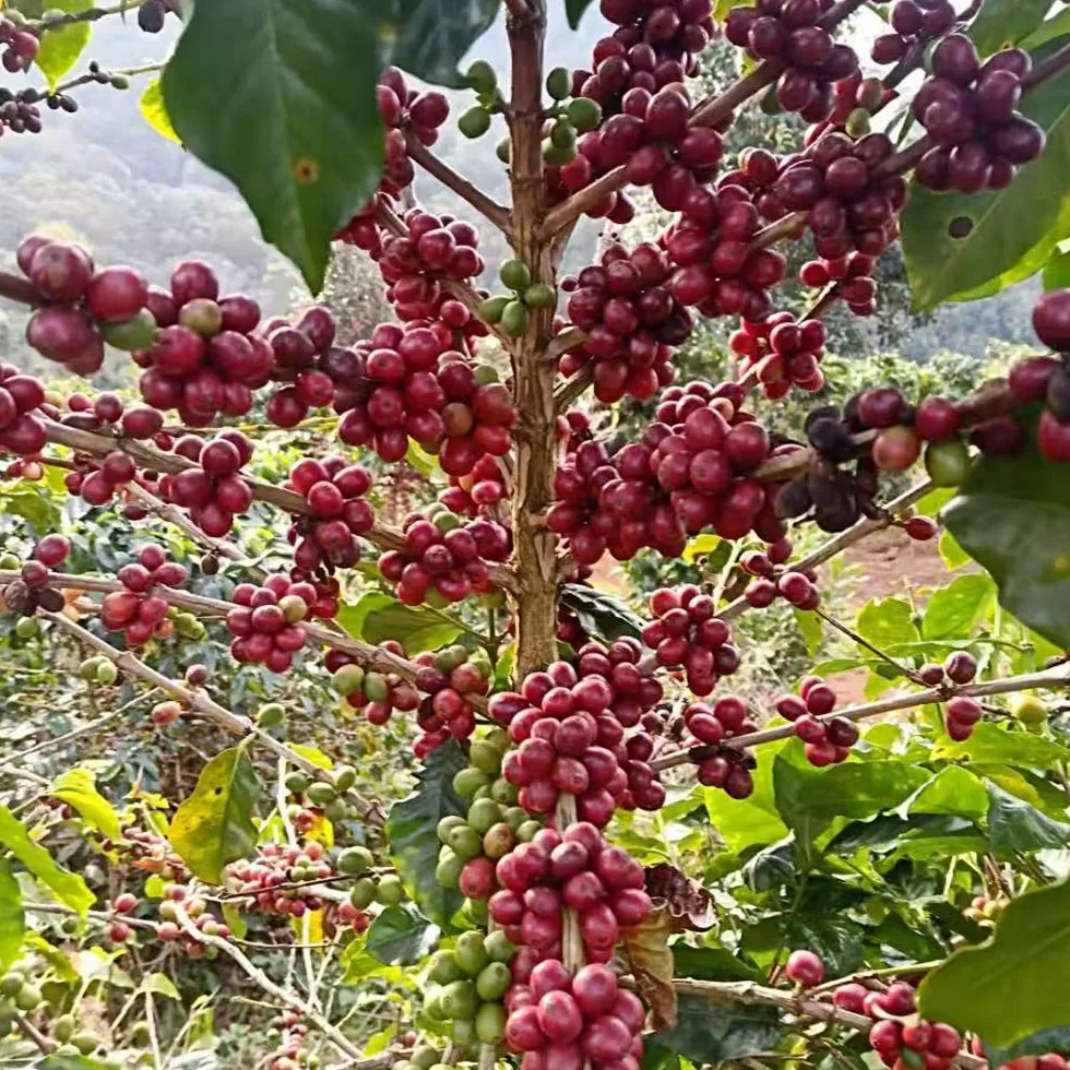 premium arabica deep medium roasted coffee beans green coffee beans in stock