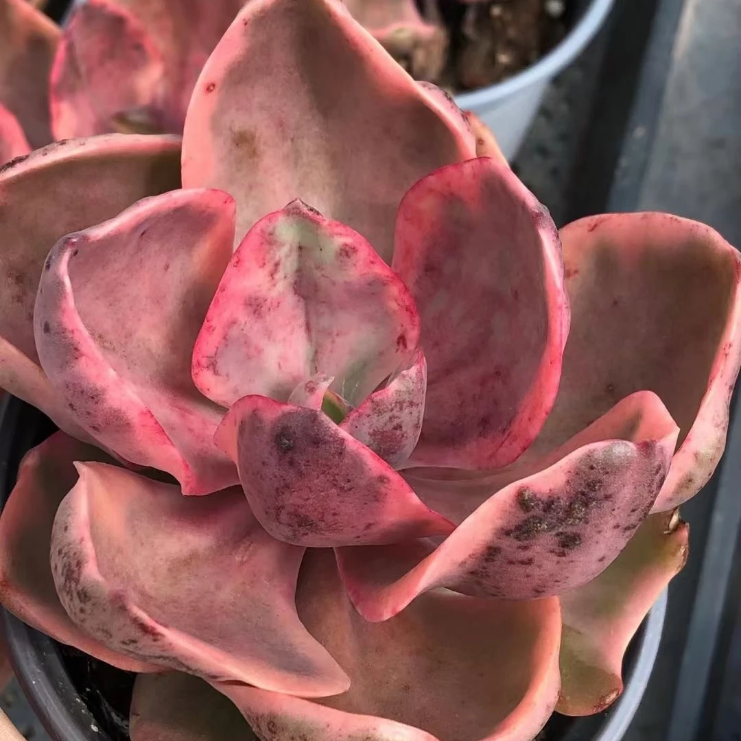 Wholesale of succulent plants Indoor ornamental plants