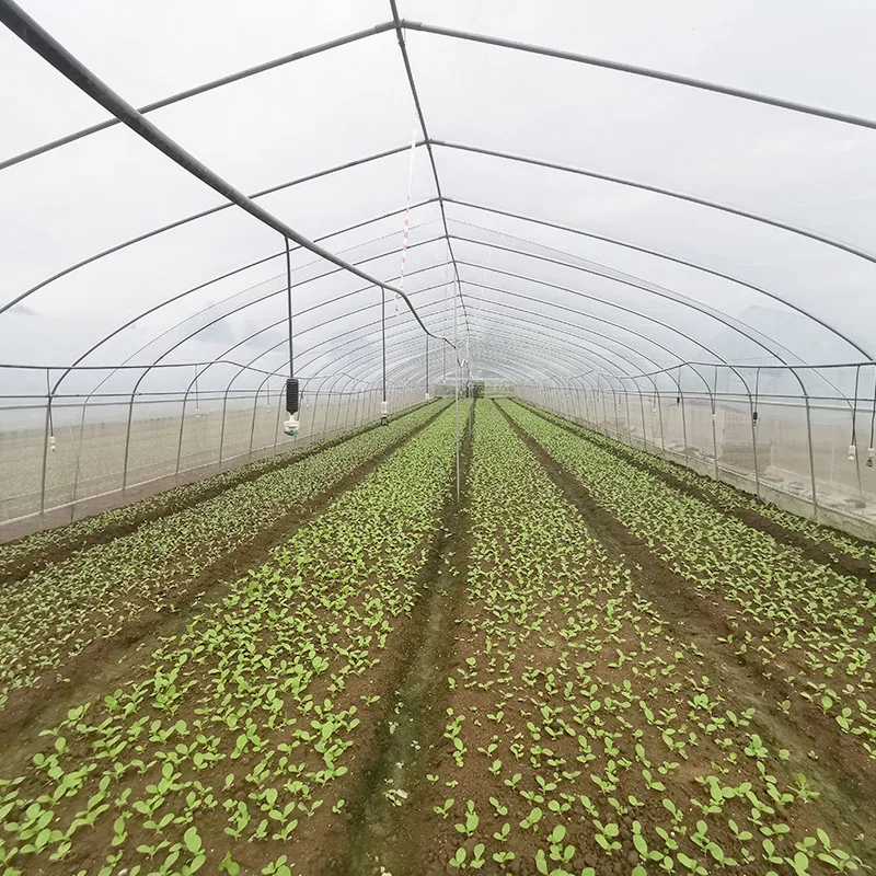 Fruits Planting Strawberry Greenhouse Turnkey Project Poly Film Arch Tunnel Arch Plastic Film Strawberry Greenhouse