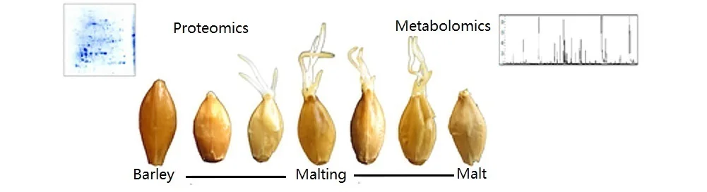 Barley Malting