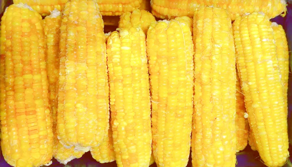 IQF Certified Frozen Vegetables Fresh Sweet Crispy Corn on the Cob in Bulk Whole and Blanched