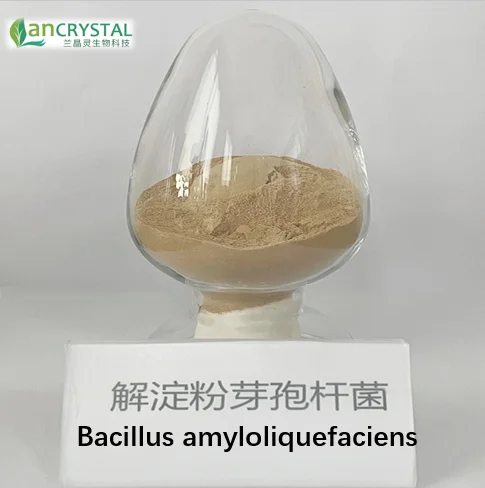 Hot Selling Bacillus amyloliquefaciens solid powder 10-200 billion CFU/g TK