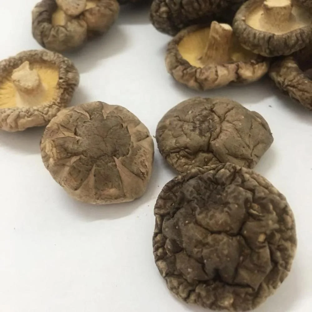 Best price shiitake mushroom dried shiitake
