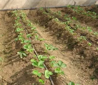 Various Good Quality  Agricultural Irrigation Pipe Price Cheap Agriculture Drip Irrigation Tape