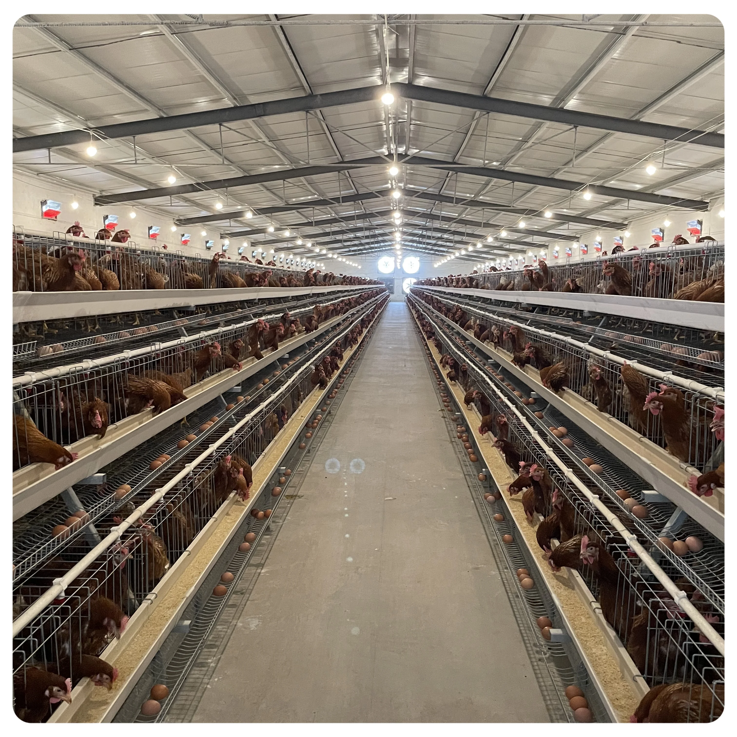 Fully Automatic Egg Collection System Chicken Poultry Farm Equipment Egg Incubators for Poultry Cage