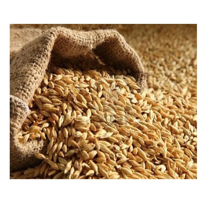 Семена ячменя для выращивания обычного типа, распродажа