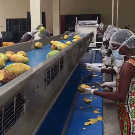 
 Сушеные ломтики манго, технологическая линия, энергосберегающая и чистая система сушки тепловым насосом  