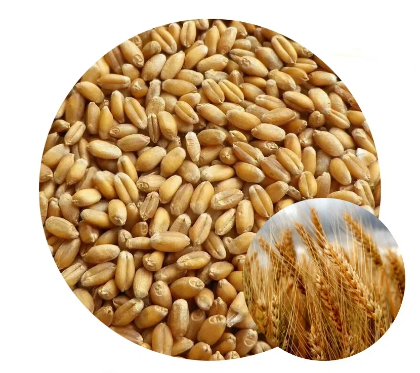 Wholesale non GMO high grade wheat grain in bulk 100% pure & nutrition wheat grain buy from russian manufacturer