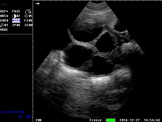 S1 vet ultrasound 13.JPG