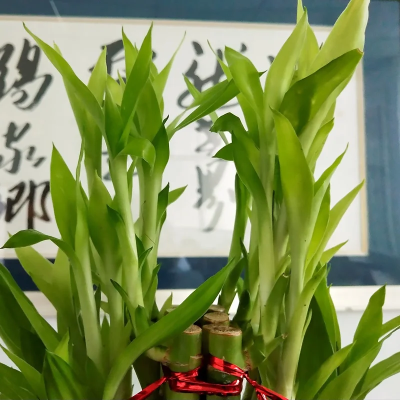 
Subtropics Climate air bonsai boat shaped lucky bamboo 