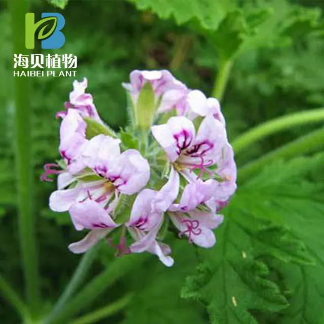 
Aroma Pelargonium Graveolens essential oil Geranium oil Rose Geranium Essential oil 