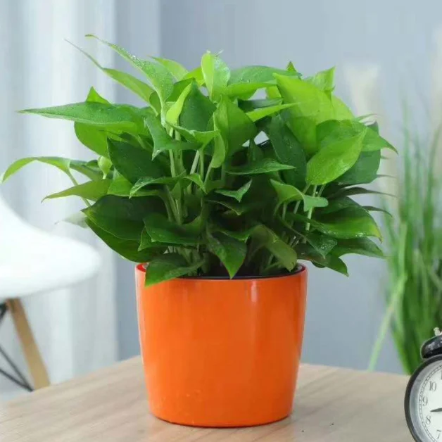 Self -absorbing plastic flower pot Creative showing water pots indoor and outdoor  high -quality flower pot