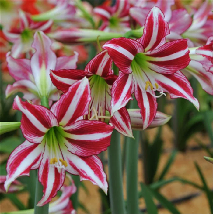 Zhu ding hong Best price bulk dried flower seeds amaryllis seeds bulbs