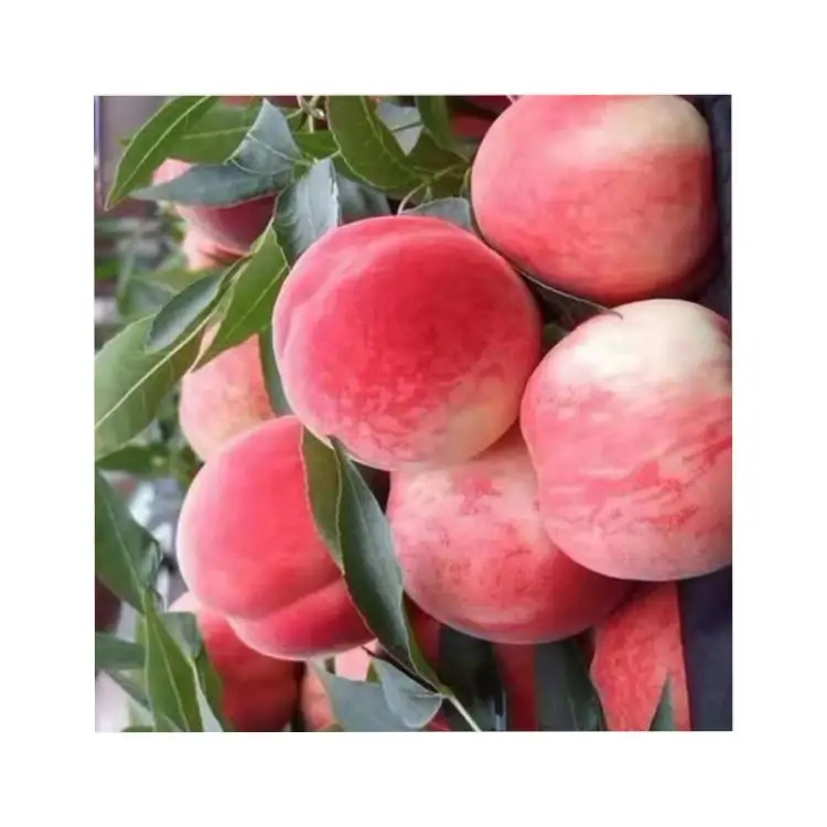 Best Selling peaches natural beauty delicious fruit chinese china Beijing no.7 sweet fresh peaches