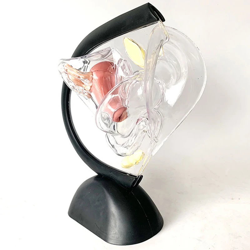 New design Pathological transparent female system model of uterus teaching visceral model