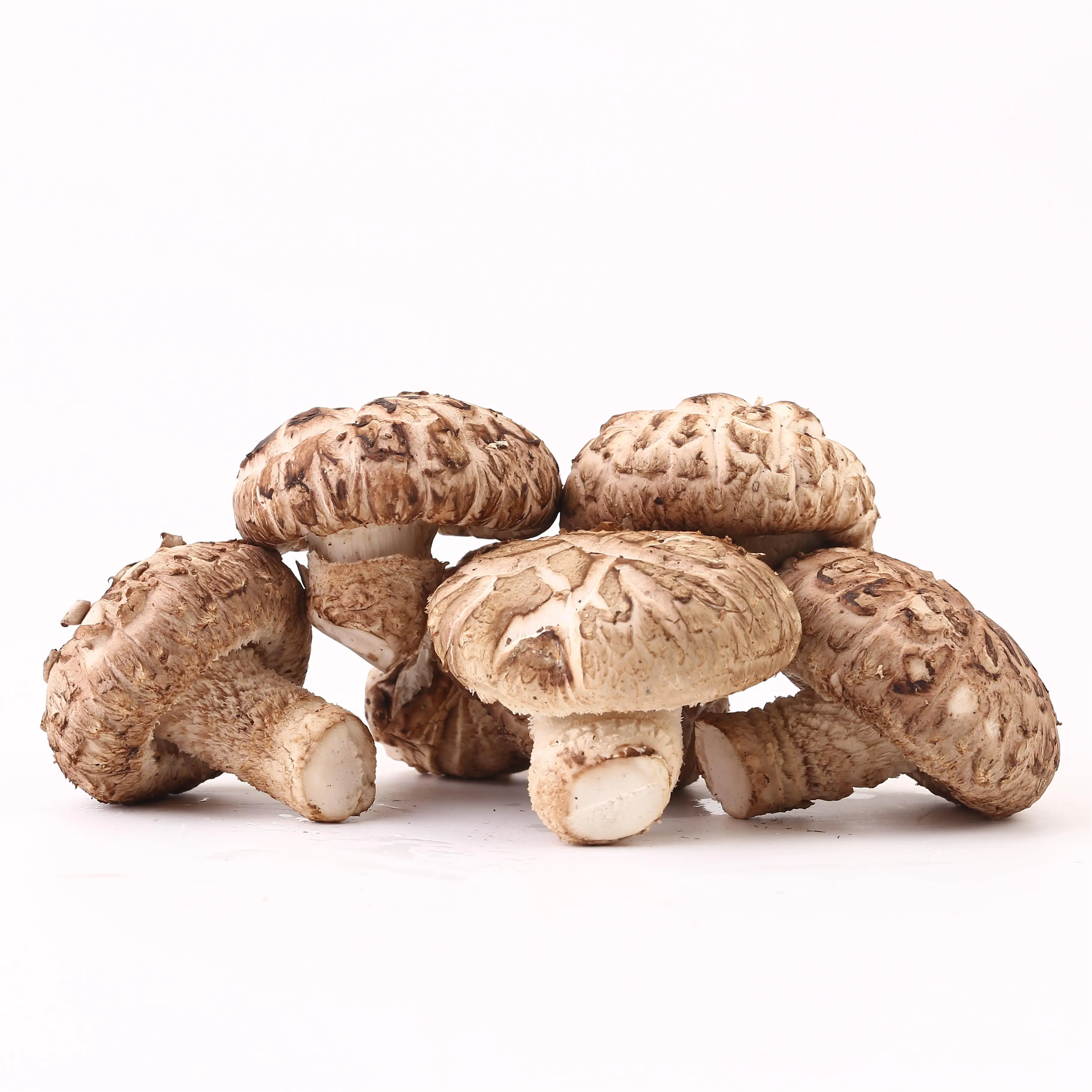 High Quality China Fresh Mushrooms Best Sale Vacuum Packed Fresh Flower Shiitake