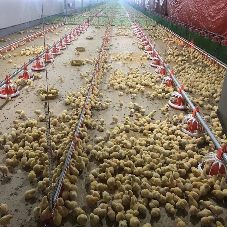 Sandwich panel material prefabricated fast building construction steel poultry house