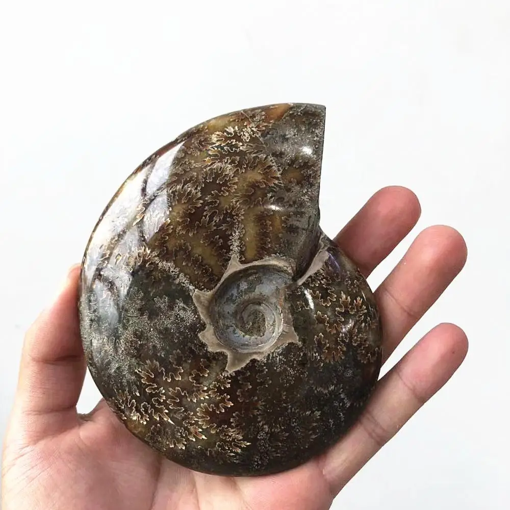Wholesale Natural Mineral Madagascar Rock Ammonite  fossil for Sale
