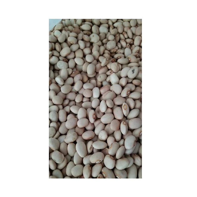 Fresh Delicious Healthy High Quality Cream Beans (LIGHT BROWN KIDNEY BEANS) From Ethiopia Manufacturers