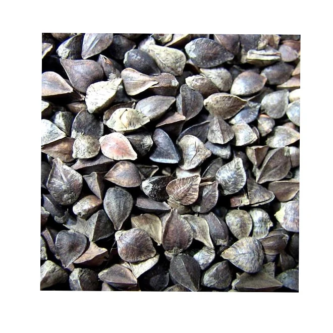 
Fresh husk buckwheat groats price shells supplier for hot saling 